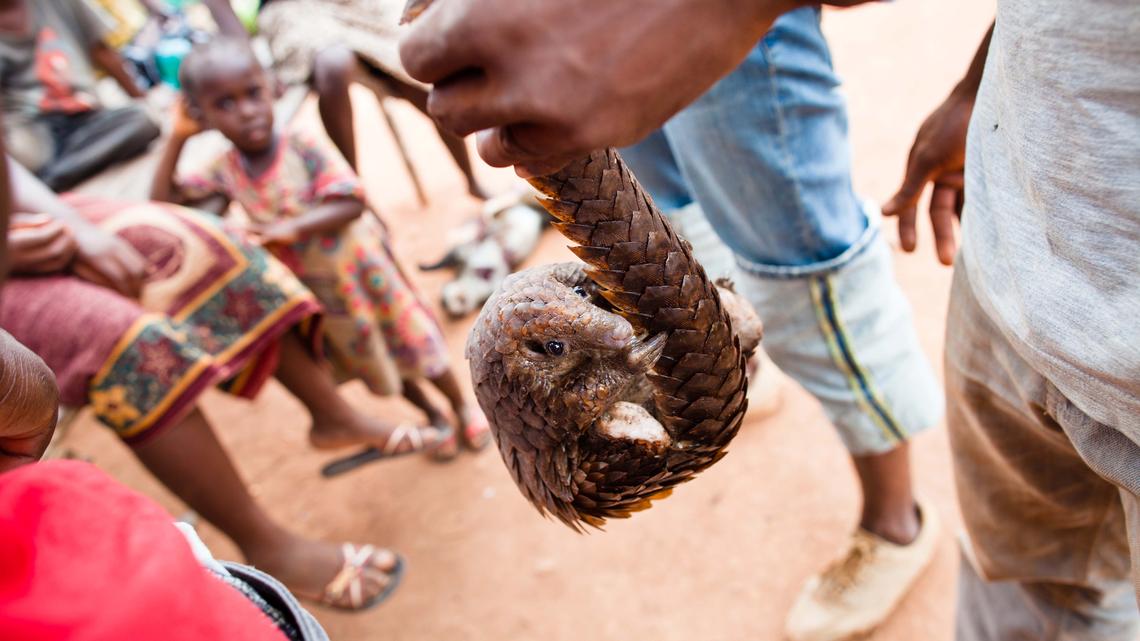 Report: Facebook is main tool for criminals selling endangered wild animals 
