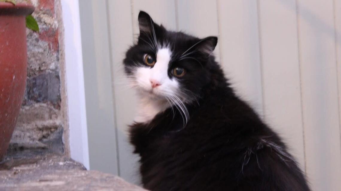 Rescued Senior Black Cat's Look of Pure Love and Gratitude for Mom Is Everything 