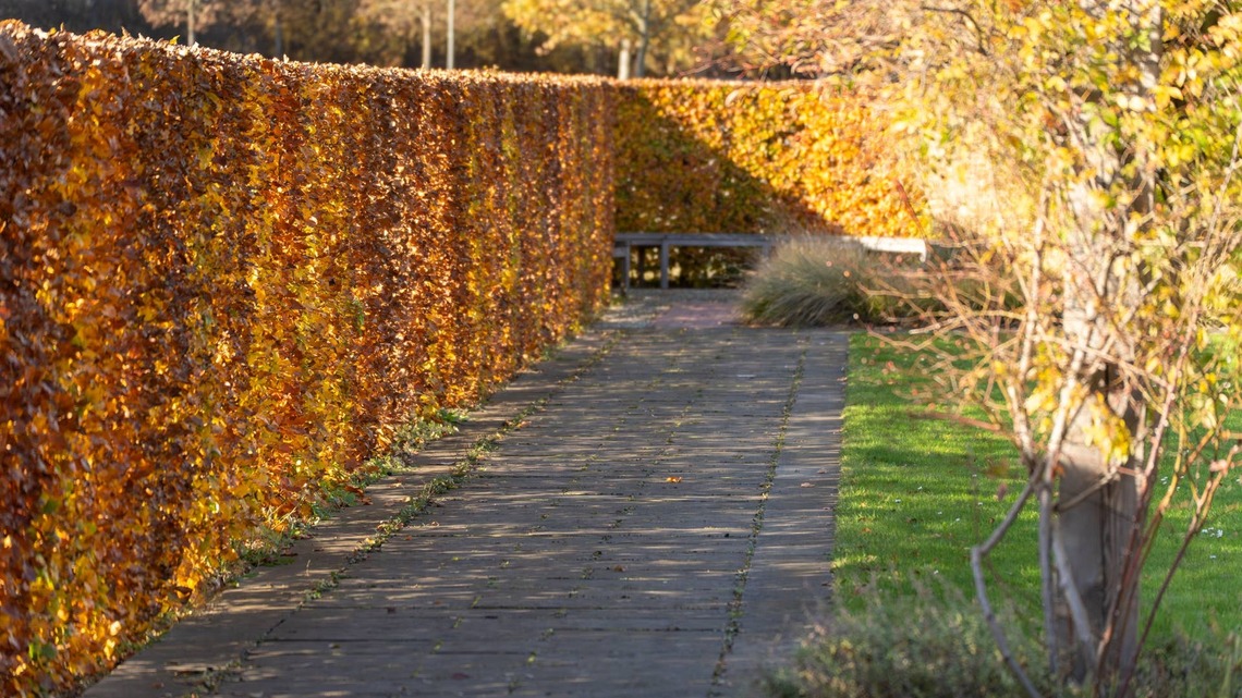 Living Fences for Narrow Spaces: 3 Expert-Recommended Shrubs for Tighter Yards 