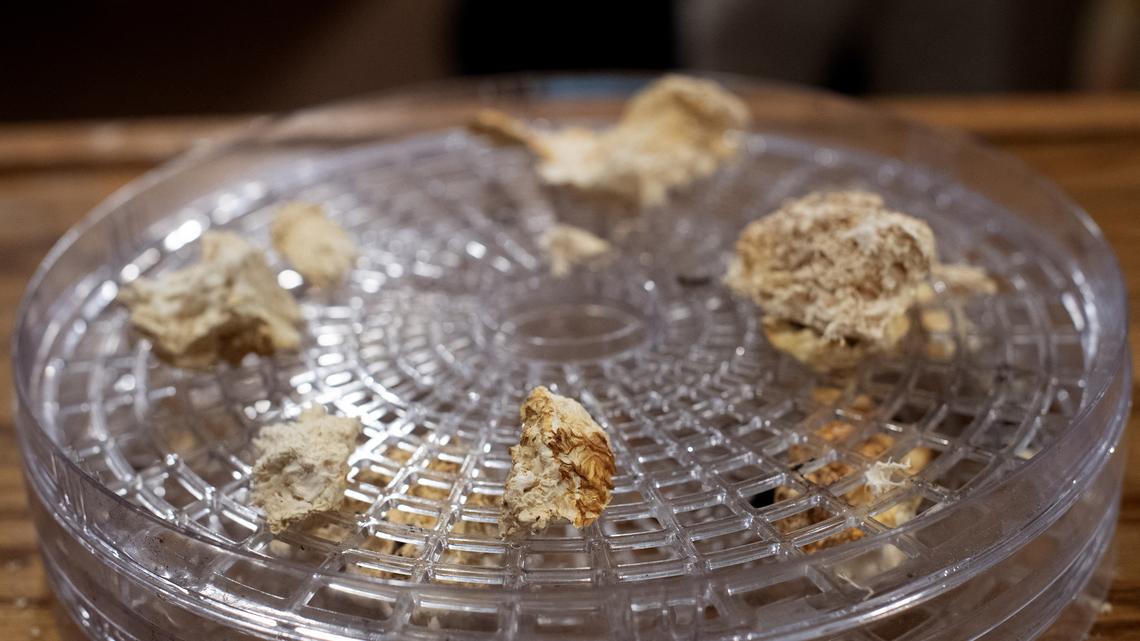 Lisa Jarvis: Psychedelics' trip to mainstream medicine comes with risk