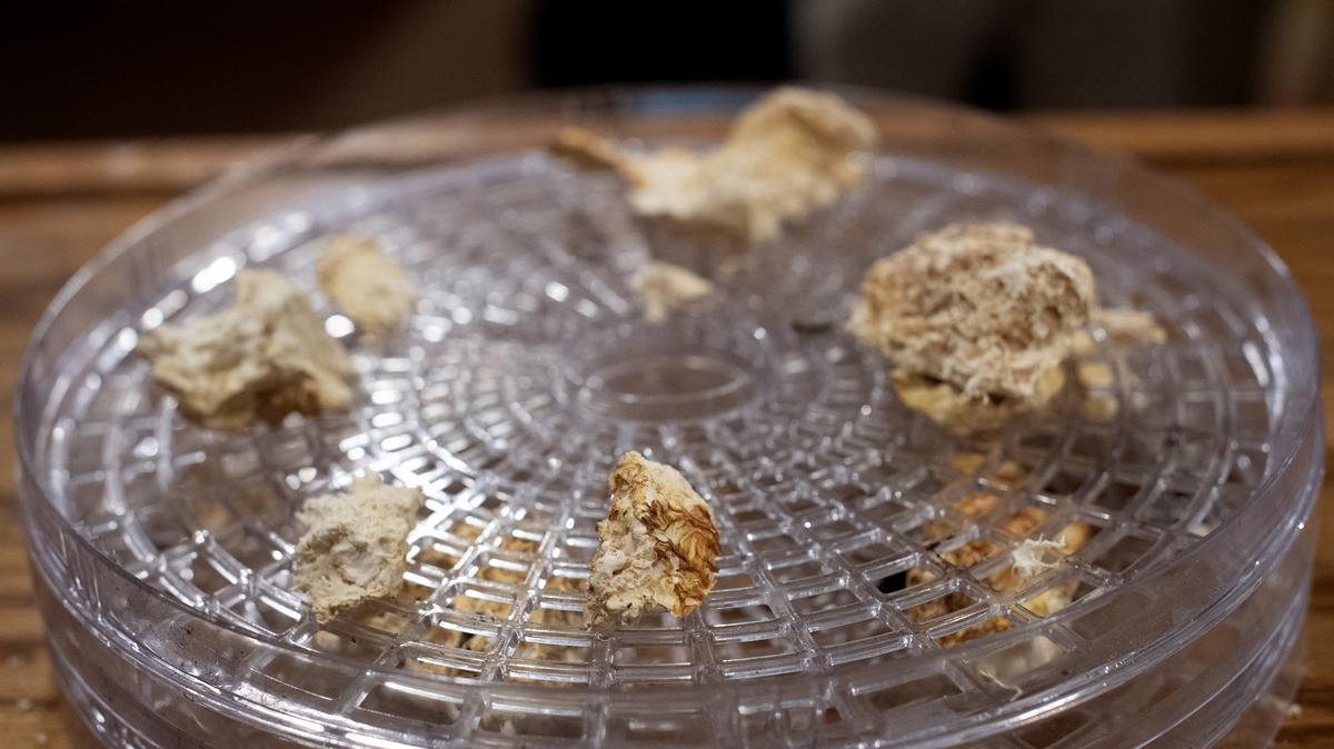 Lion's Mane medicinal mushrooms are arranged on a dehydrator tray by Benji "Teopixqui Dez" Dezaval, founder of The Community of PACK Life, which serves as Colorado's first psychedelic church, on Feb. 18, 2025, in Colorado Springs, Colorado. Colorado voters passed Proposition 122 in 2022, which decriminalized the use of psilocybin mushrooms, commonly referred to as "magic mushrooms."