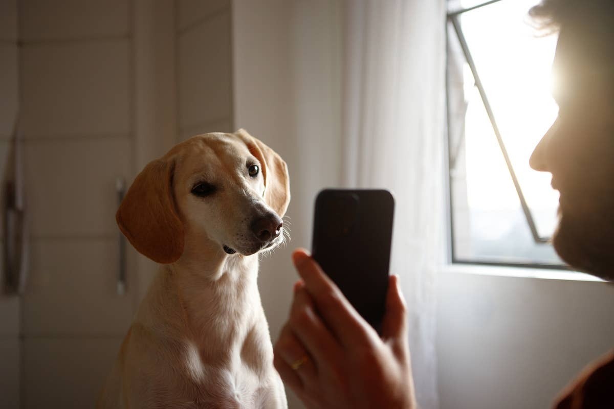  A dog tllting its head while a person talks.