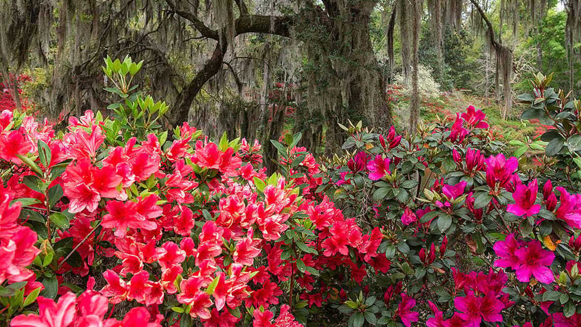 Native and thriving: 12 Florida plants built for heat, storms, and salt air