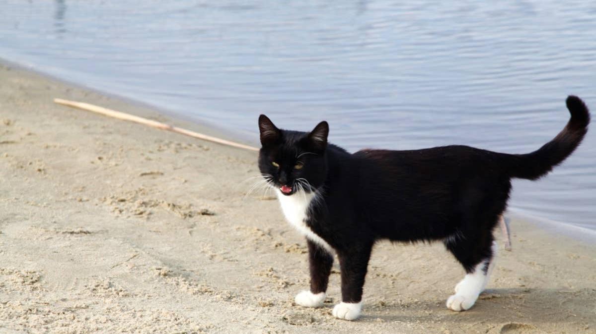 Black and white tuxedo cat standing on lake shore. 