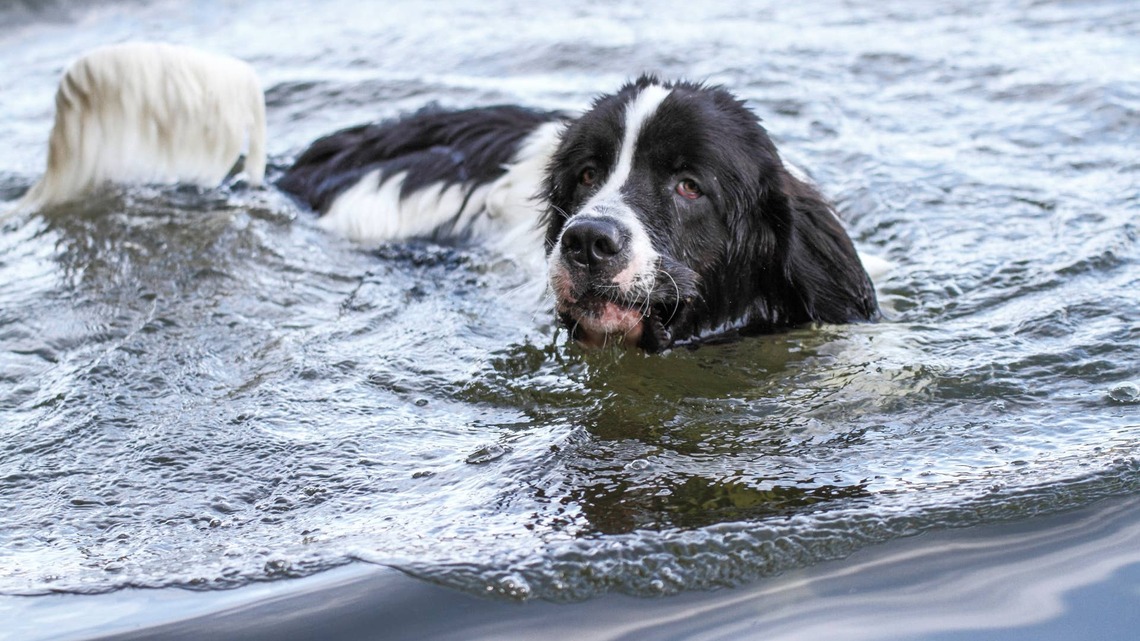 Newfoundland's Mom Says It's Time To Get Out of the Water, but He Disagrees 