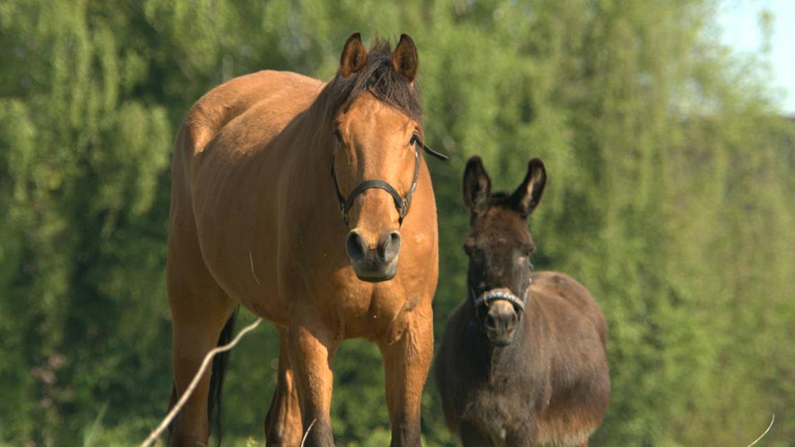This Horse Is Convinced Tiny New Donkey Is 'His Baby'- Even Skipping Meals to Watch Him 