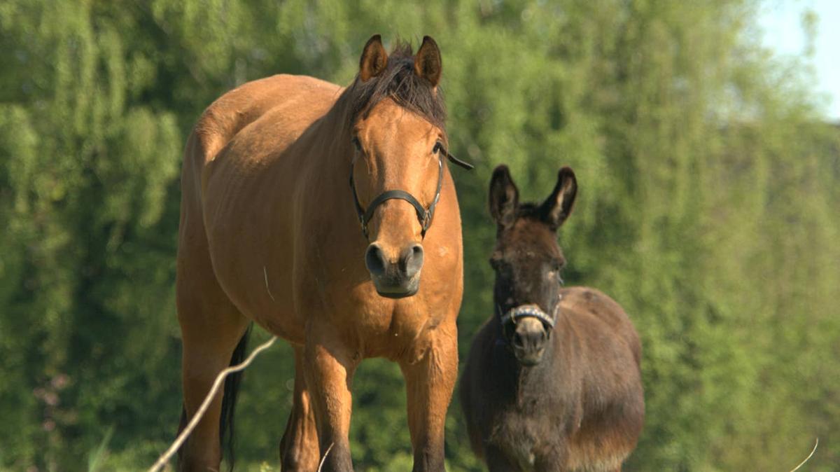 Horse and Donkey. 