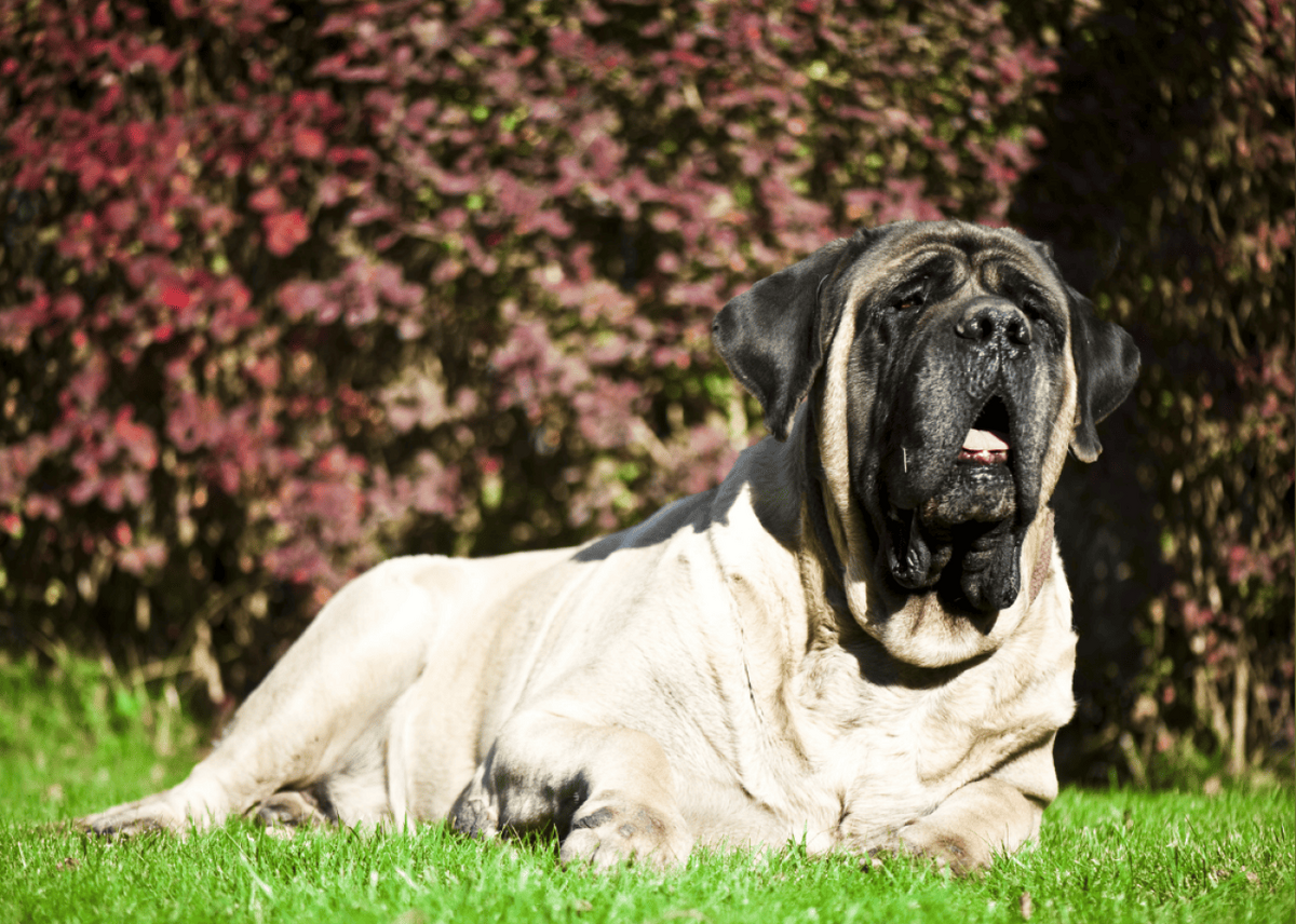  Kachalkina Veronika // Shutterstock 