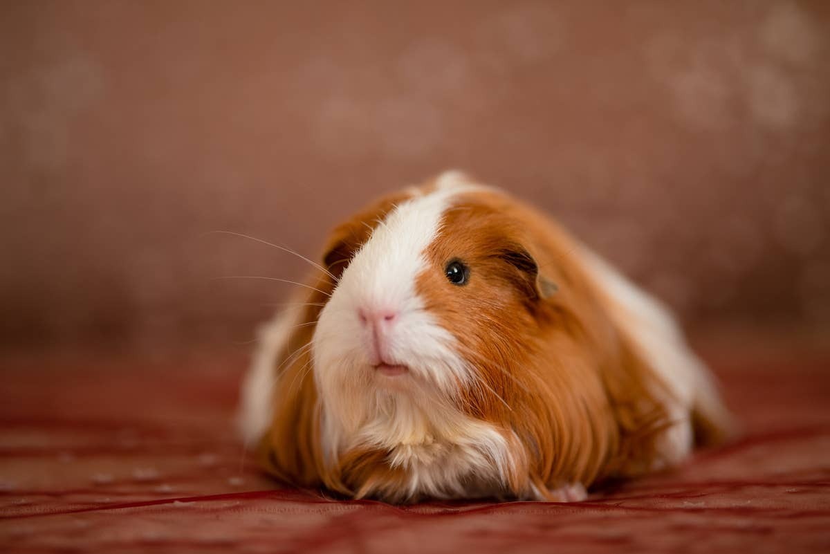  Guinea pigs can be greta pets, but they aren't low-maintenance.