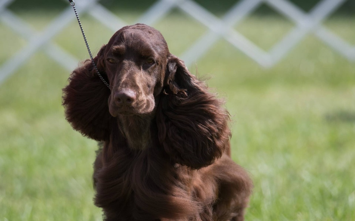 A Field Spaniel on a leash.