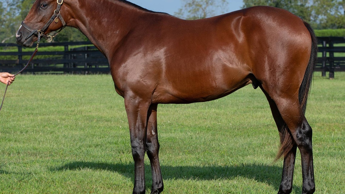 Auction Focus: Hip 245, Stonestreet Bred & Raised Not This Time Colt From Graded Winner Authenticity's Family At Keeneland September 