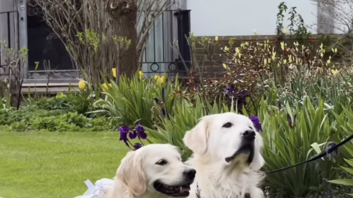 Viral Golden Retriever Wedding Raises Money for Dogs in Need With 60 Guests