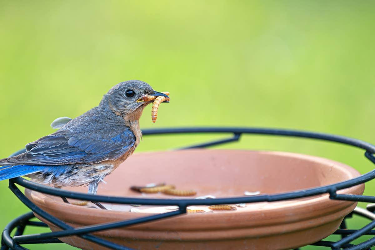 Mealworms provide a high-value food source that can attract colorful backyard birds.