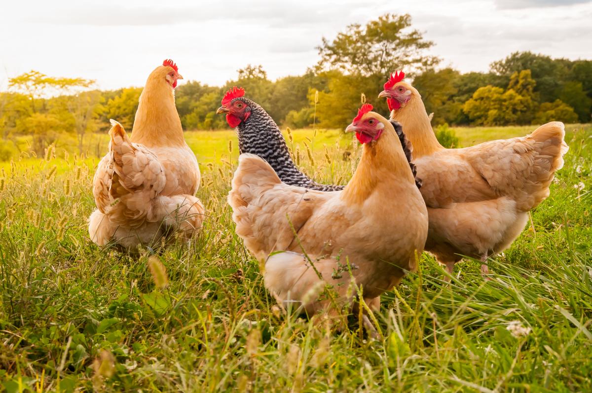Owners of backyard flocks in the Tri-Cities area should watch for signs of avian flu, say state officials.