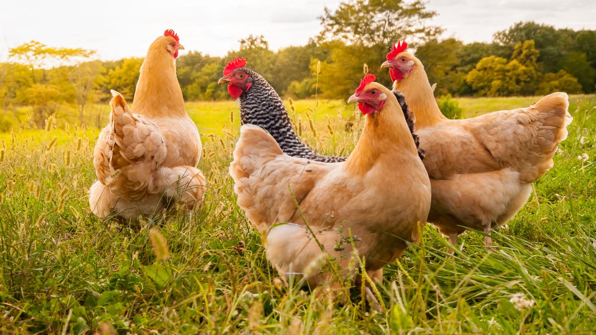 The first avian flu outbreak in a domestic flock in Benton County in 2022-’23 has been reported in backyard chickens.