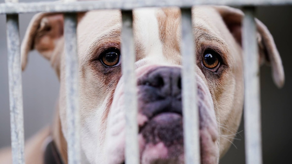 English Bulldog Surrendered 'Because She Has Allergies' Just Wants Someone To Love Her 