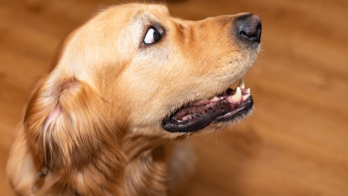 Golden Retriever Shares Everything That Scared Him This Week, and the List Is Pretty Funny 