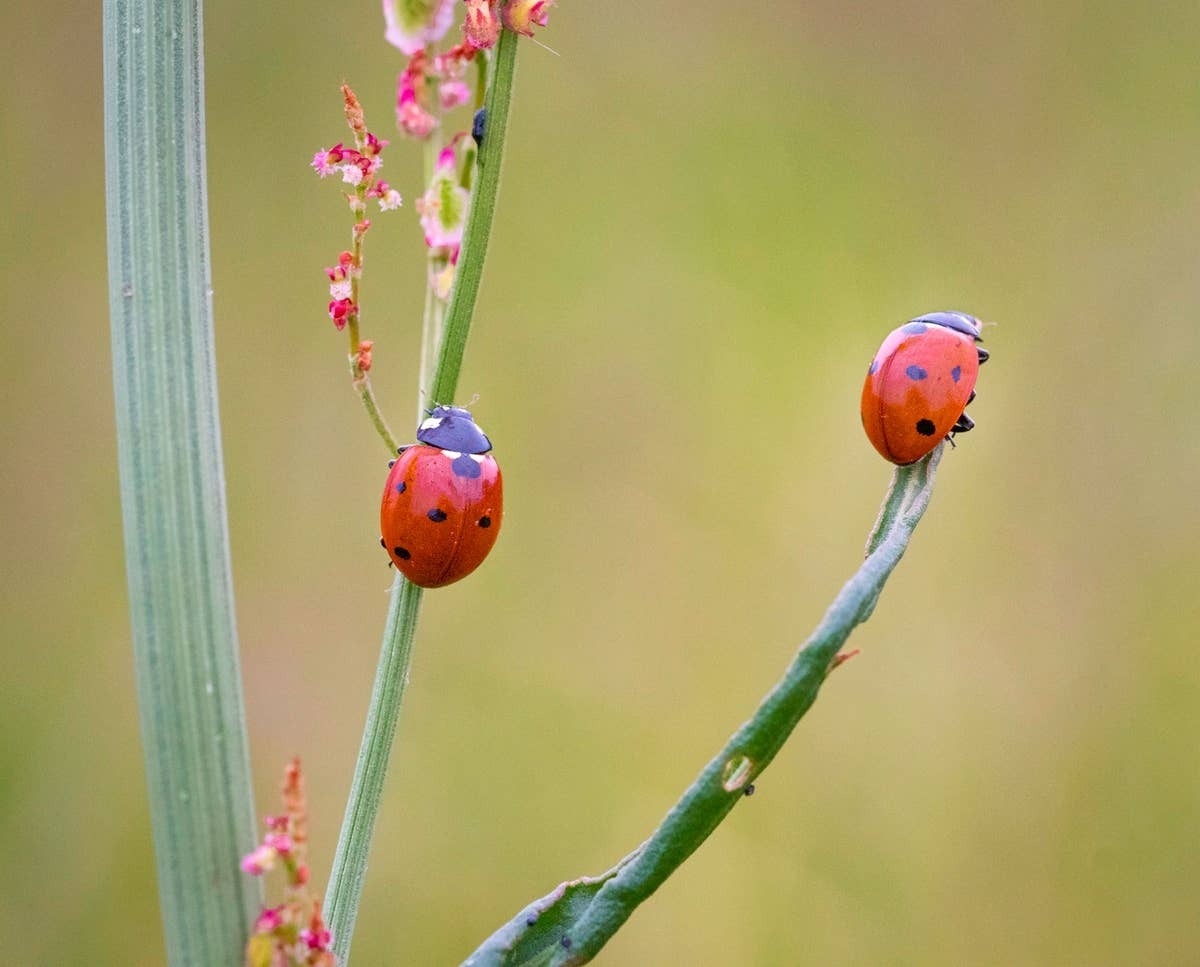  Red ladybugs are often associated with good luck and positive symbolism.