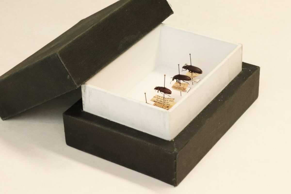  Museum samples of Tenebrio molitor. (Juan Manuel Calvo Martin via SWNS) 