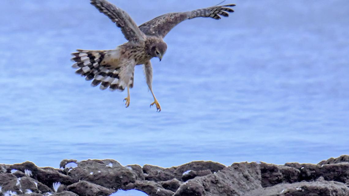 A Northern Harrier lands among rocks at the Chesapeake Bay on Dec 14, 2025, as a group of birders conduct the annual Middle River Christmas Bird Count. (Karl Merton Ferron/Baltimore Sun/TNS)