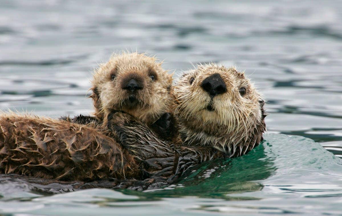 Otters value companionship, like people wth September birth months.