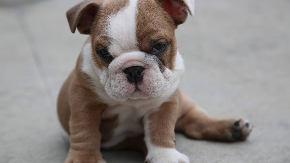 Rare, Fluffy English Bulldog Goes Viral for Having the 'Smooshiest Face'