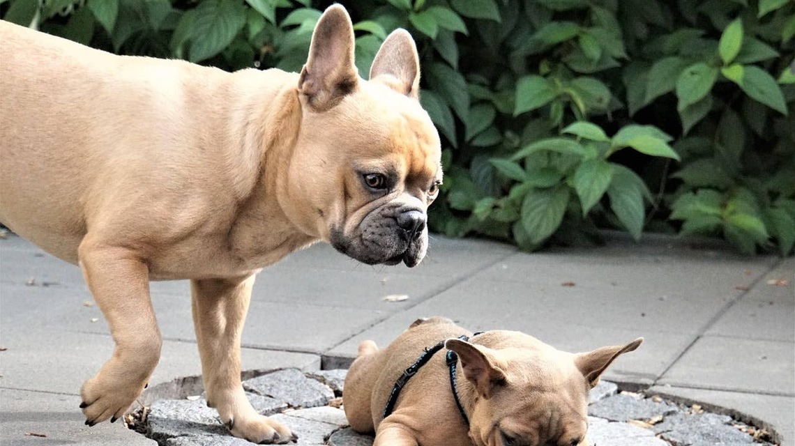 These Two Frenchies Are So Adorable, They'll Be Your Sign to Get a Second Dog 