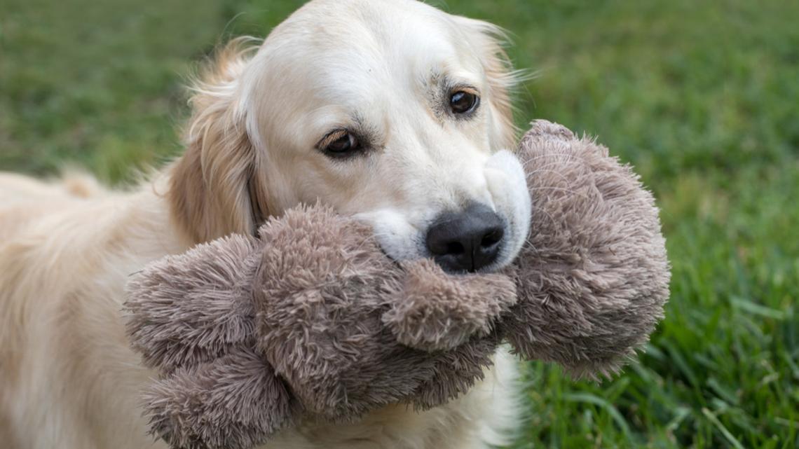 Golden Retriever Activates Squeak Mode and Never Looks Back