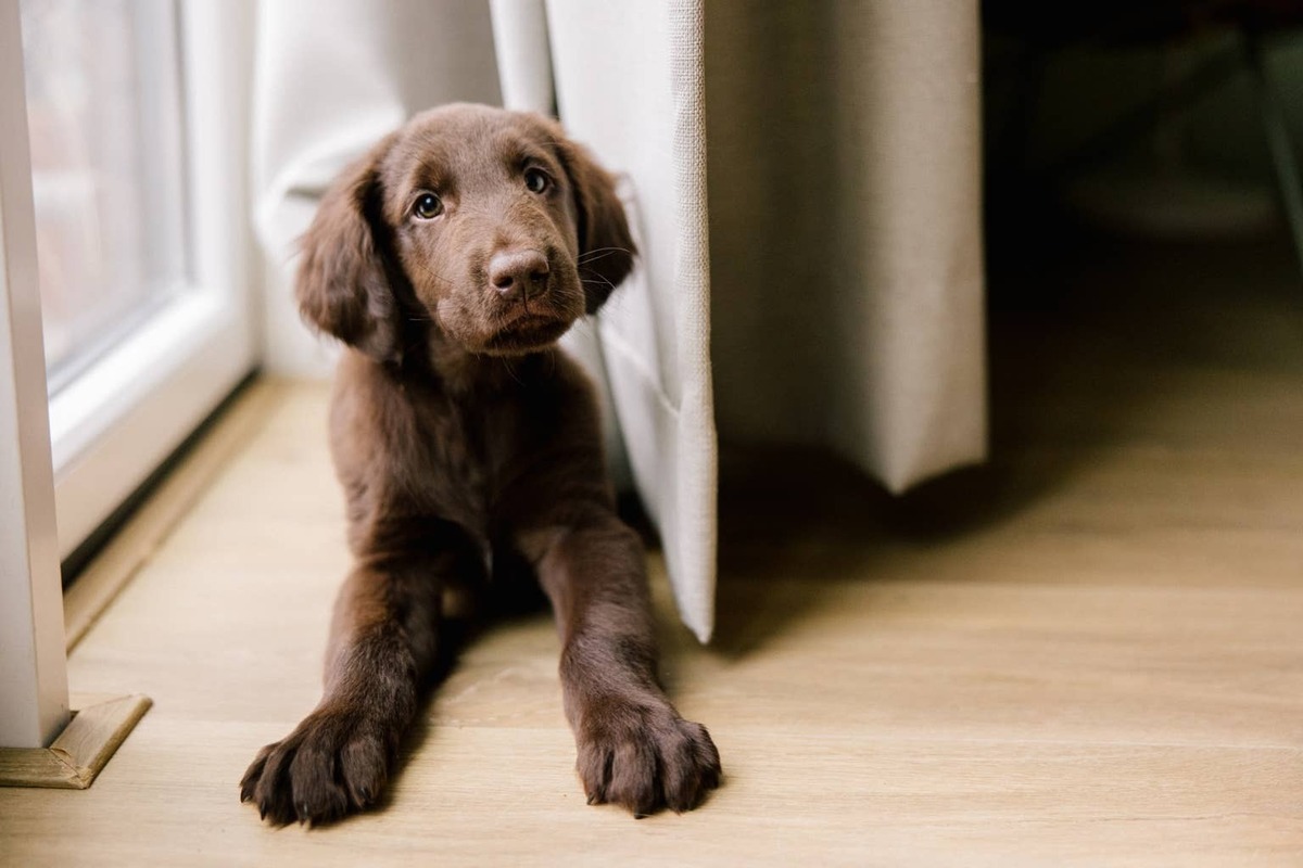  A Retriever puppy looking curious.