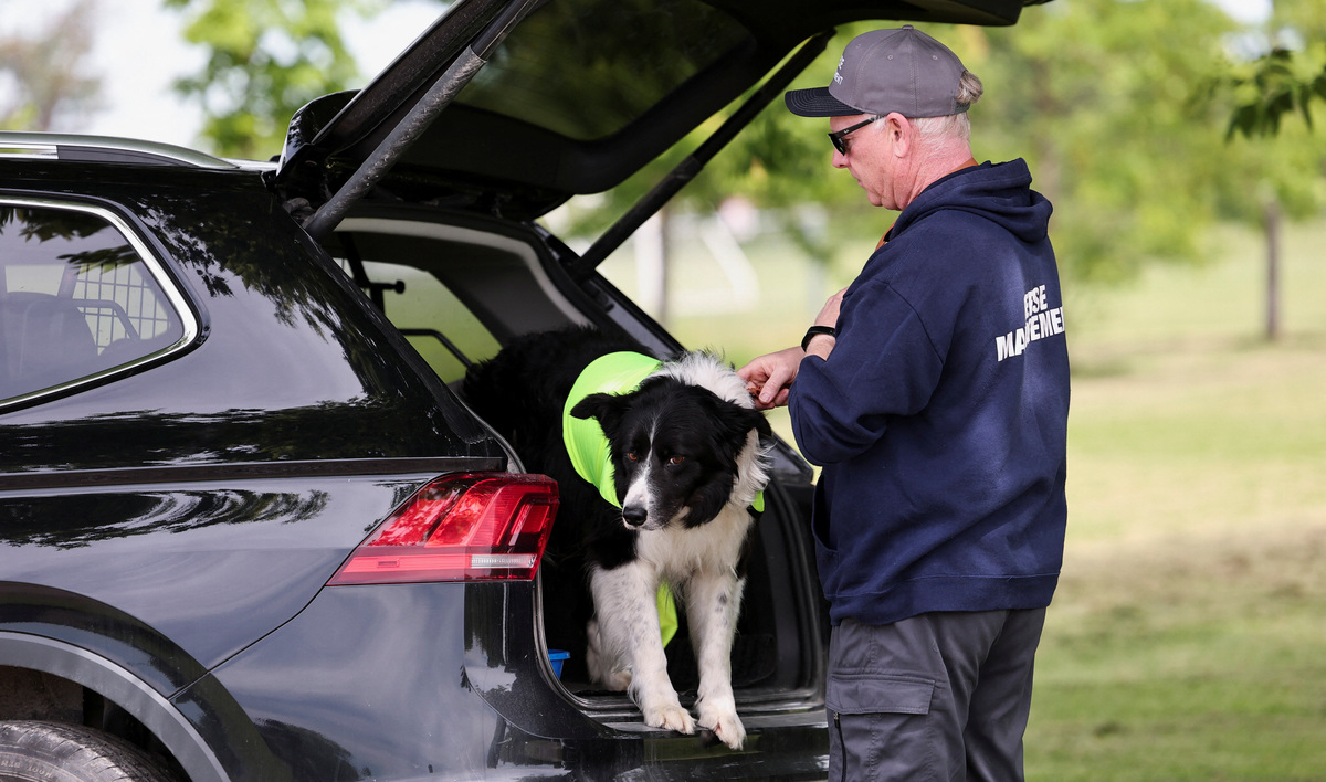 Gareth Williams, owner and operator of Border Control Bird Dogs, a specialized geese management company, prepares Ben, one of two border collies hired to keep Canada geese off a FIFA World Cup training pitch, for a practice session at the Centennial Park in Toronto, Canada June 24, 2026. REUTERS/Thomas Mukoya