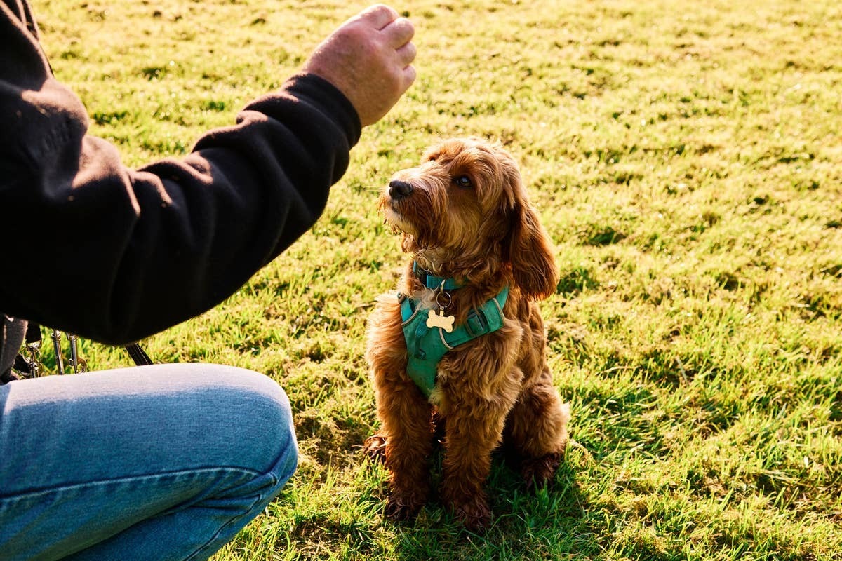  A dog watching its owner, responding more to body language than spoken words.