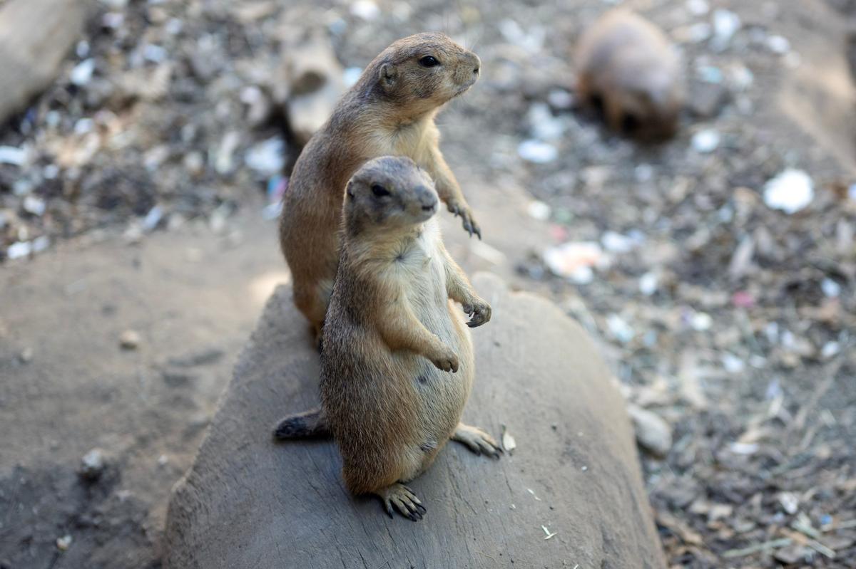 Black-tailed prairie dogs Wildlife Learning Center in Sylmar  Friday, Aug 18, 2023.  (Photo by Hans Gutknecht, Los Angeles Daily News/SCNG)