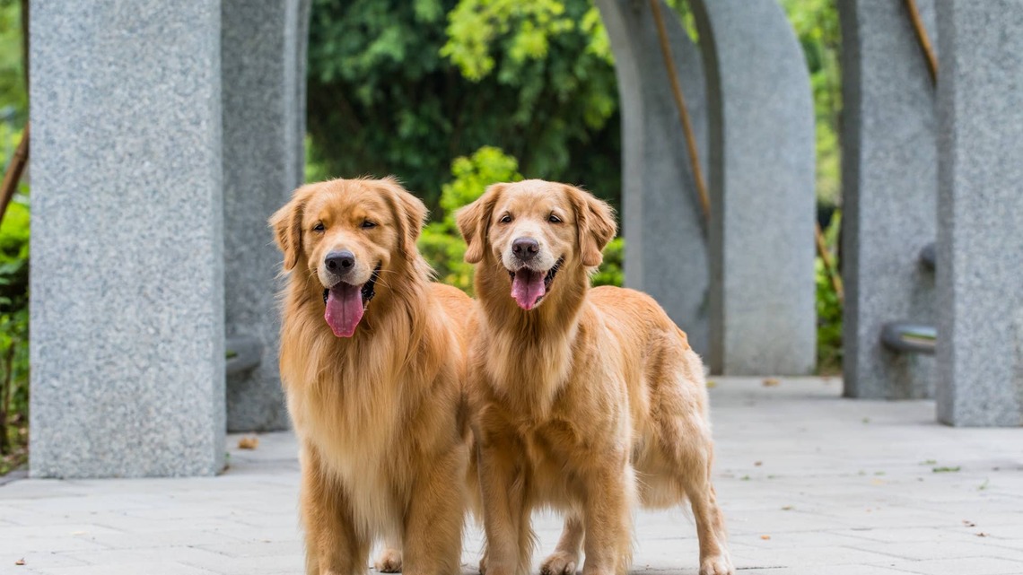 Golden Retriever Siblings Fall Asleep Mid-Fight Over a Toy