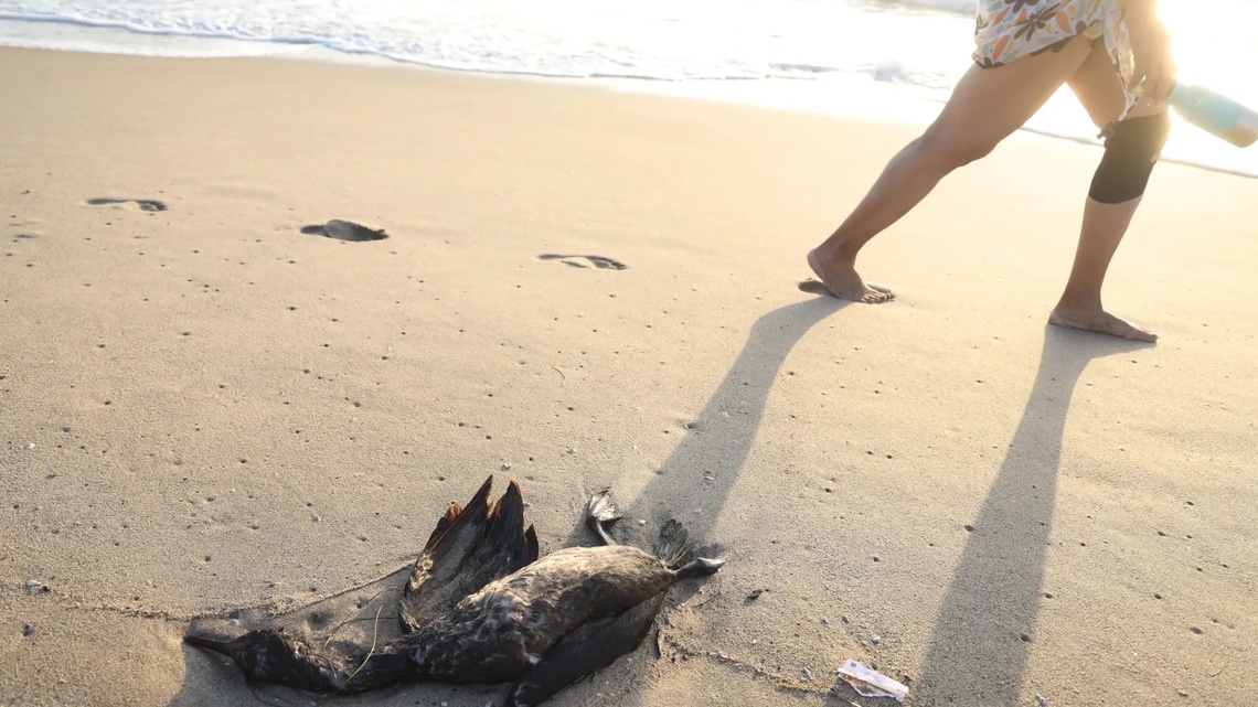 A wave of dead seabirds washes ashore at Venice Beach 
