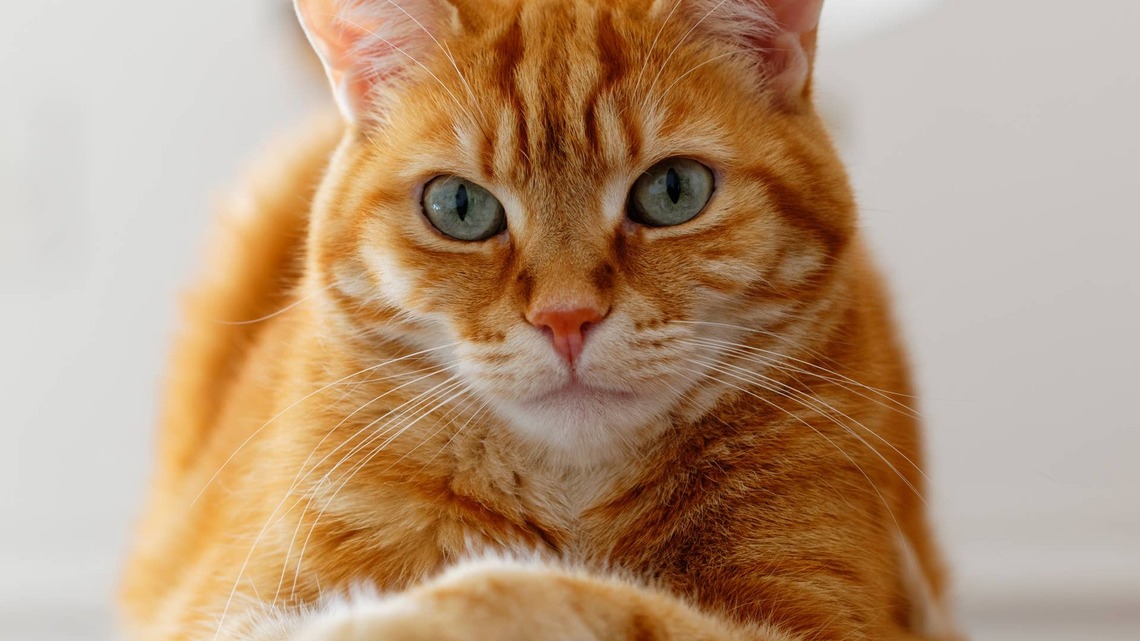 Orange Cat Modeling Halloween Pajamas Is a Creamsicle Dream