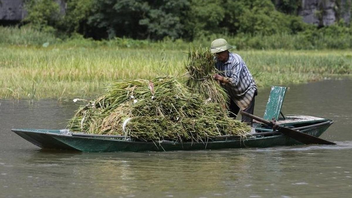 A farmer transports rice on a boat along the Ngo Dong River in Tam Coc, a part of the Hoa Lu limestone mountain range about 75 miles from Hanoi, Vietnam. As one way to reduce carbon emissions, the country is seeking to modernize agriculture. File Photo by Luong Thai Linh/EPA