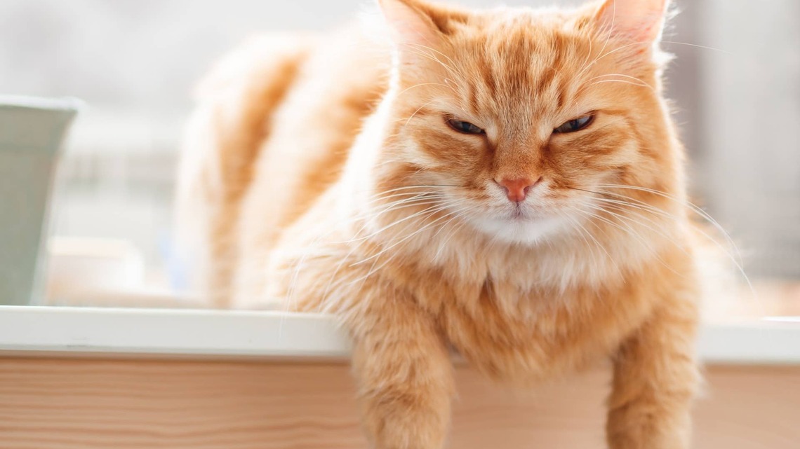 Orange Cat Listens to Toddler's Meltdown and His Face Says It All