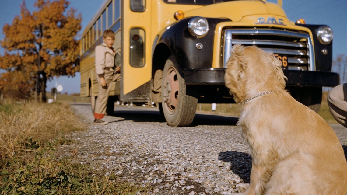 The 'Back-to-School Blues' in Dogs Are Real-4 Sneaky Signs Your Pet Is Struggling 