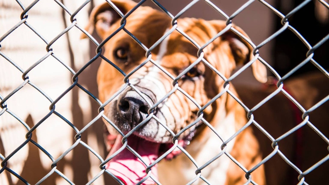 Sweet Shelter Dog Who's Been Given Up Twice Is Holding Out for His 'Third Chance at Love' 