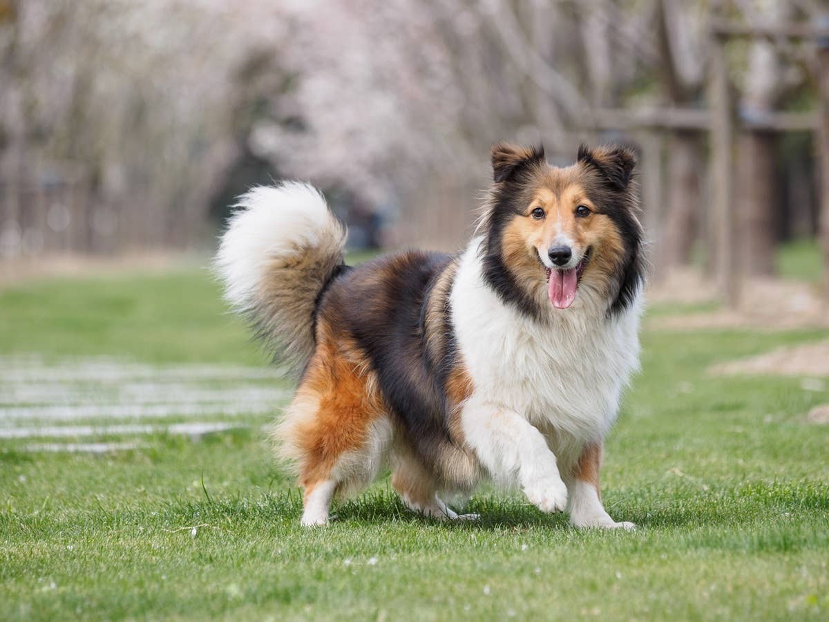  A Shetland Sheepdog is a loyal and alert watchdog for seniors.