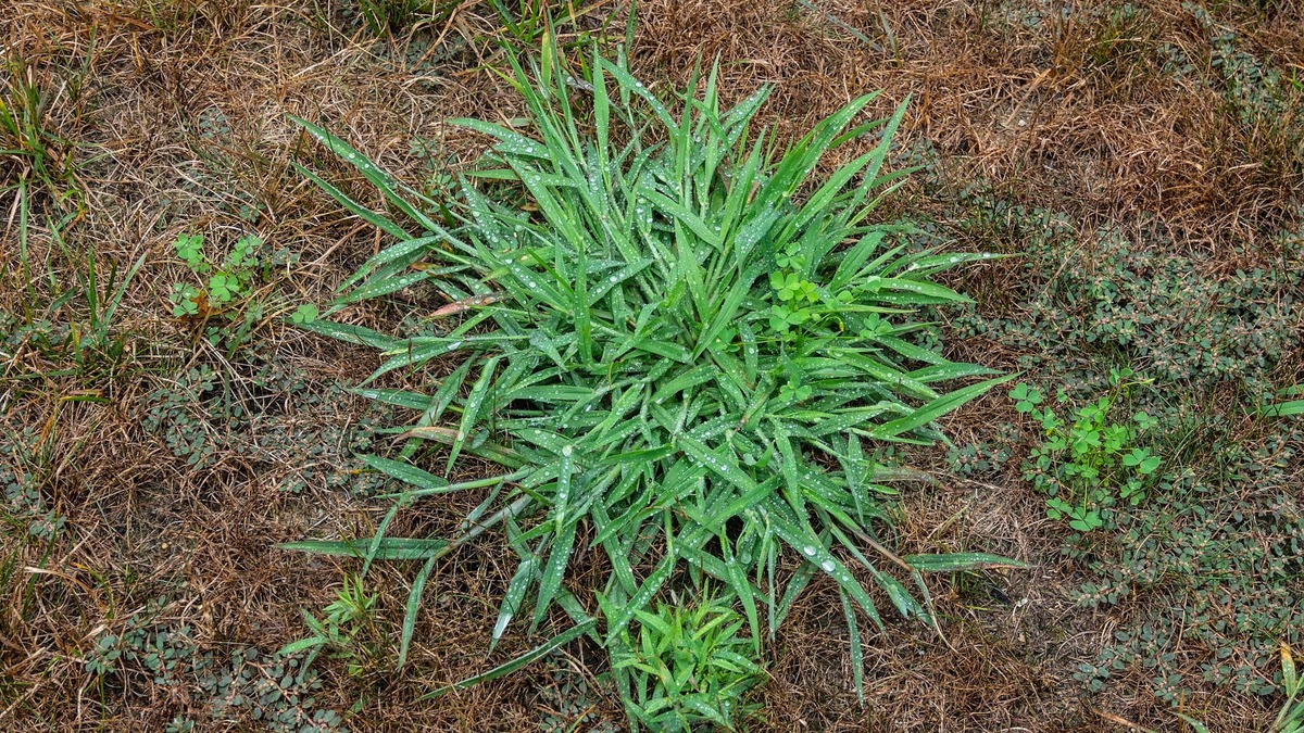 Pull These 5 Weeds Before They Drop Seeds This Fall, Garden Experts Warn