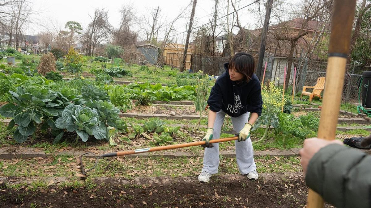 Long held in opposition to one another, urban areas are embracing elements of the rural world as they try to produce more of their own food, in community gardens on the ground and agrivoltaics up above.