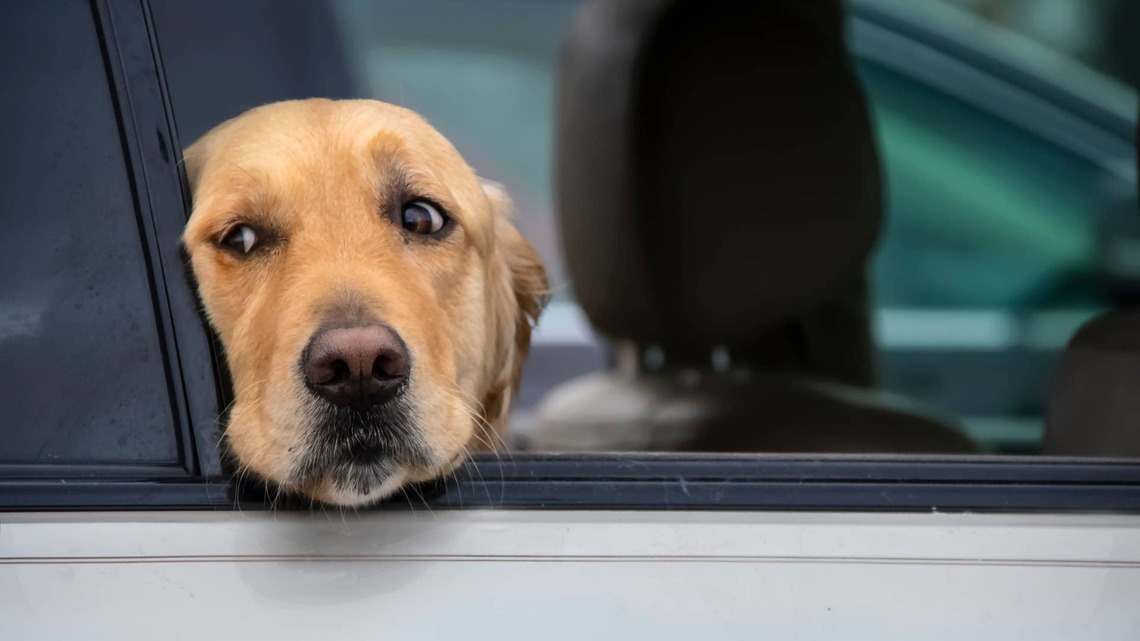 Golden Retriever Gives Mom Attitude Because He Doesn't Like His Car Seating Arrangement 