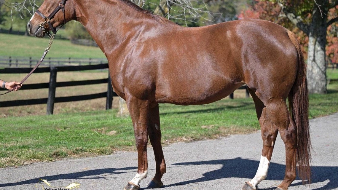 Ontario's Mare Purchase Program Offers Incentives For Province's Breeders Ahead Of Mixed Sale Season 