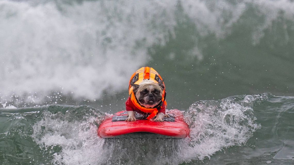 Watch These Dogs Expertly Ride the Waves at World Dog Surfing Championship 