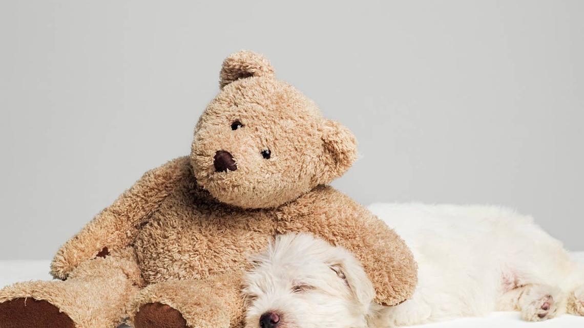 An anxious dog having some alone time with its stuffed animal. 