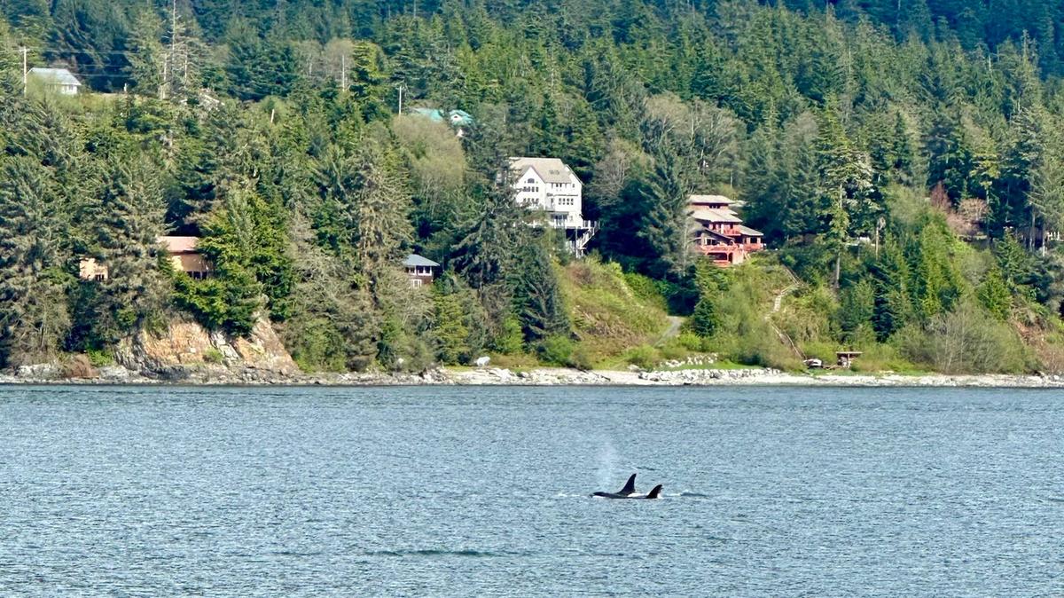  Whale watching excursions in Juneau sometimes include orca sightings in addition to humpback whale spotting. 