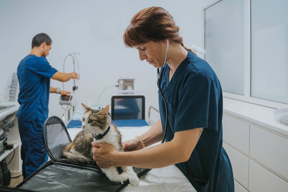  A cat being examined by a veterinarian.