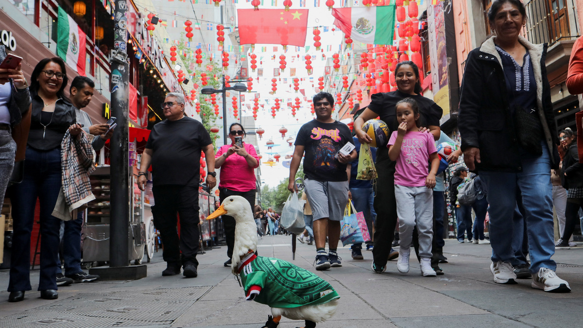 Merlin, a duck wearing a Mexico national football team ('El Tri') jersey, that shot to fame after a chance encounter on Reforma Avenue went viral following the FIFA 2026 match between Mexico and South Africa, walks in Chinatown in Mexico City, Mexico, June 16, 2026. REUTERS/Paola Garcia