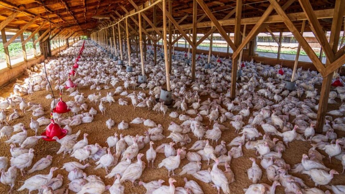 Industrial chicken farming spreading leading cause of food poisoning